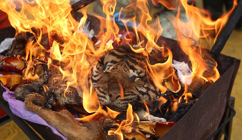 Penampakan Kulit Harimau Sumatera Dibakar - Bagian 1