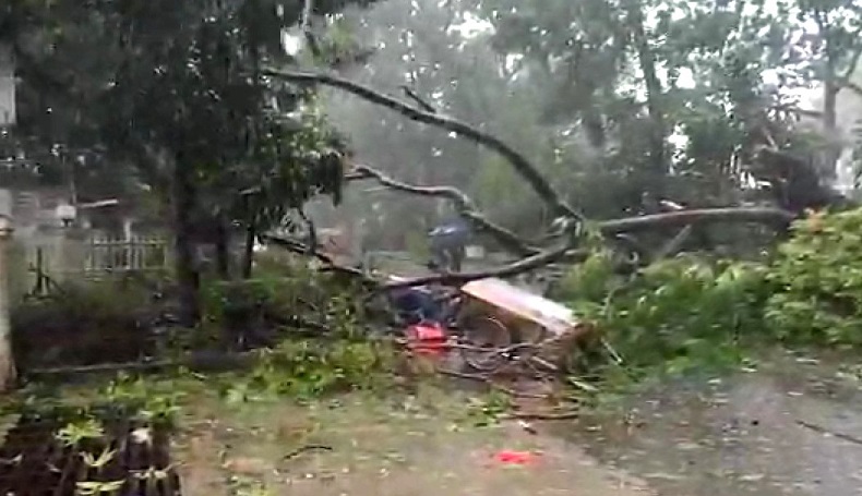 Diterjang Hujan dan Angin Kencang, Pohon di Bandung Tumbang Timpa Gerobak PKL