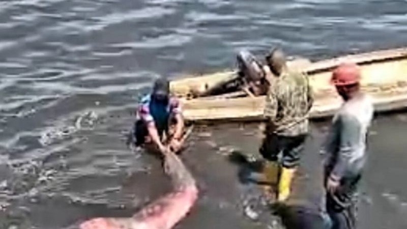Dugong Terdampar di Pantai Jalaria Diselamatkan Prajurit Lantamal Makassar
