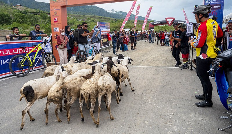 Bikin Heboh, Kawanan Domba Terobos Masuk Lintasan Balap Sepeda di Palu - Bagian 1