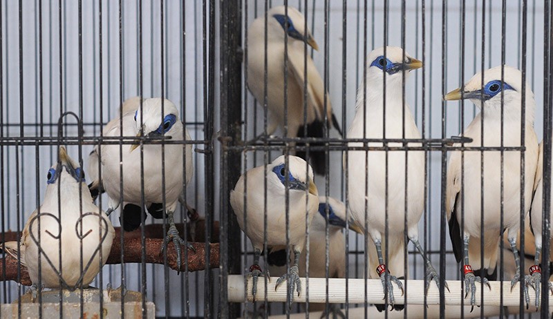 71 Burung Jalak Bali Hasil Penangkaran Dilepas ke Taman Nasional Bali Barat - Bagian 1