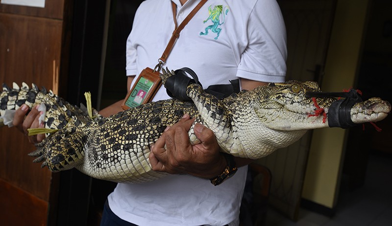 Penampakan Buaya Sepanjang 2,1 Meter Milik Warga Akan Dilepas ke Habitat - Bagian 1