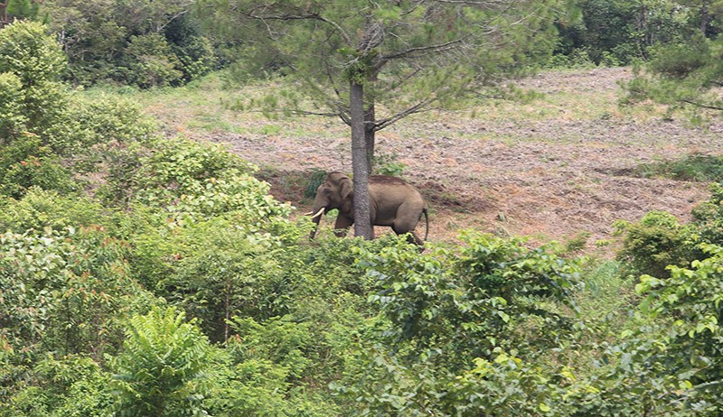 Rusak 18 Rumah, Puluhan Gajah Liar Digiring dari Desa Blang Rakal Aceh - Bagian 1