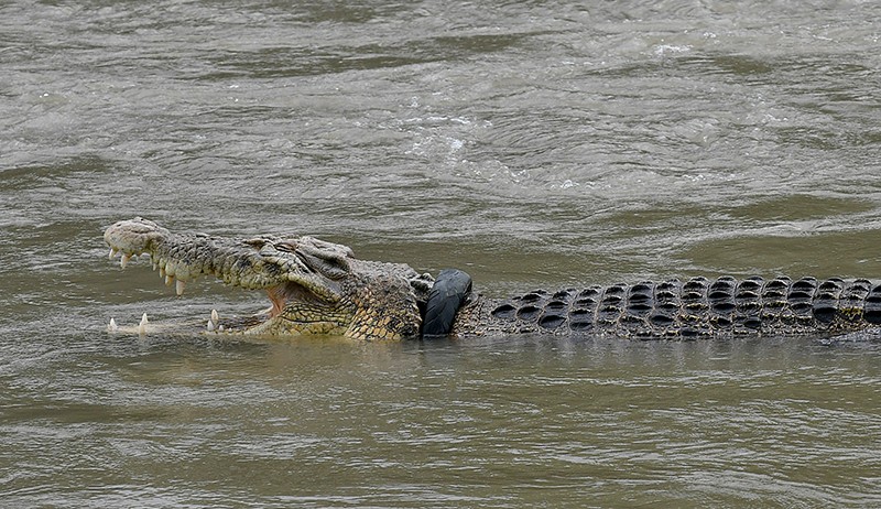Buaya Berkalung Ban Muncul Lagi di Sungai Palu, Kondisi Memprihatinkan - Bagian 1