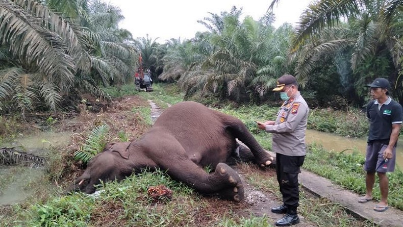 Gajah di Bengkalis Mati Tersetrum Kabel, Begini Kata PLN