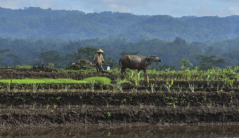 Petani Desa Darmaraja Ciamis Masih Gunakan Kerbau untuk Membajak Sawah - Bagian 2