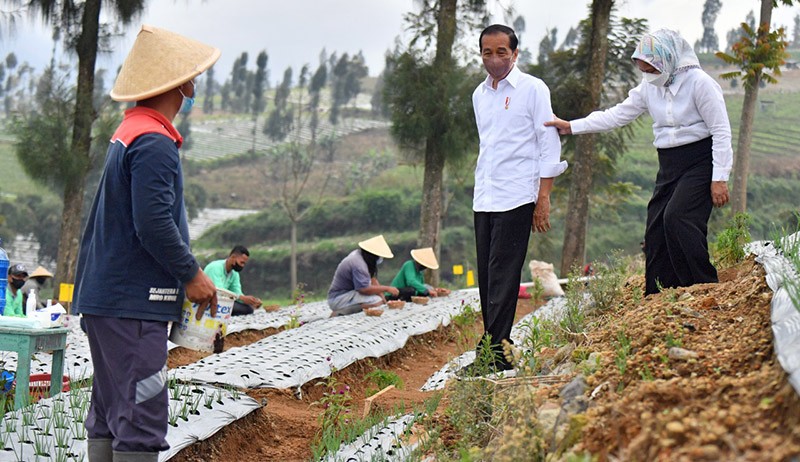 Presiden Jokowi dan Ibu Negara Tanam Bawang di Food Estate Desa Bansari Jateng - Bagian 3