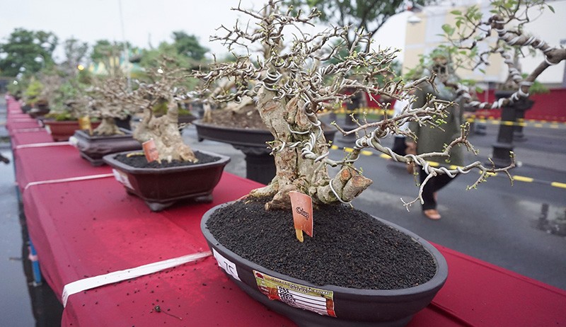 229 Tanaman Bonsai Dipamerkan di GOR Lembupeteng - Bagian 1