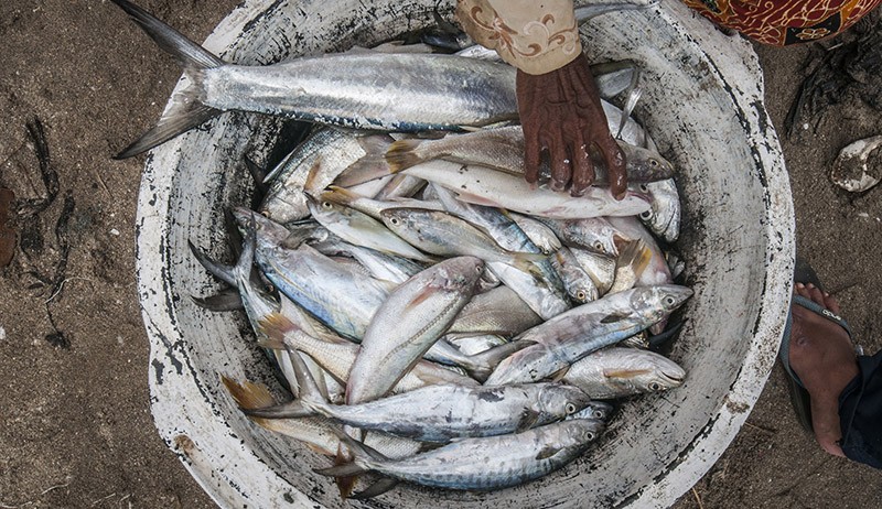 Target Konsumsi Ikan Nasional Sebesar 62,05 Kilogram per Kapita - Bagian 1