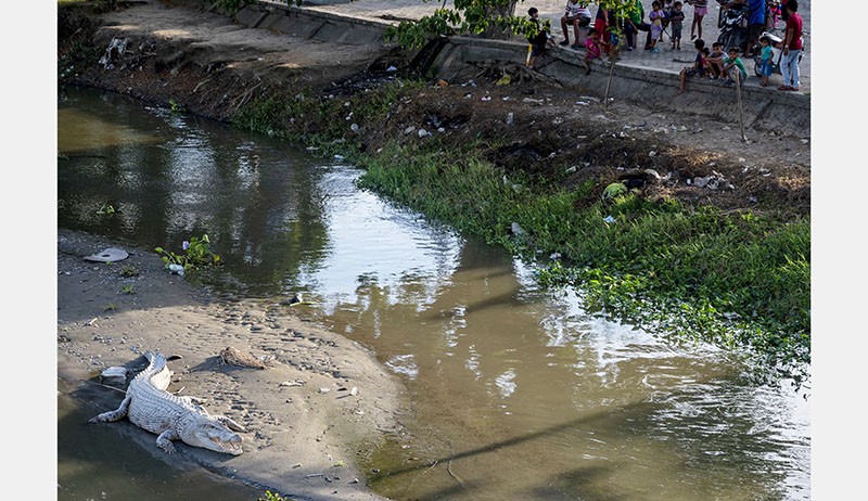 Buaya Liar 4 Meter Berjemur di Pinggiran Sungai Palu Jadi Tontonan Warga - Bagian 1