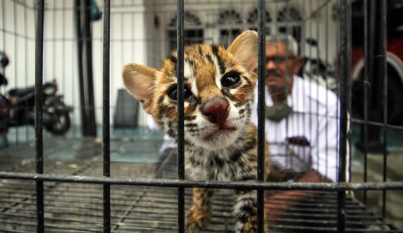 Anak Macan Akar Peliharaan Warga Diserahkan ke BKSDA Aceh Utara - Bagian 3