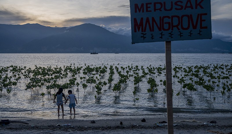 Pohon Bakau Hasil Konservasi di Pantai Dupa Palu Mulai Tumbuh - Bagian 2