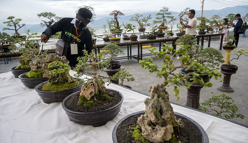 Pameran Pohon Bonsai Endemik Palu - Bagian 1