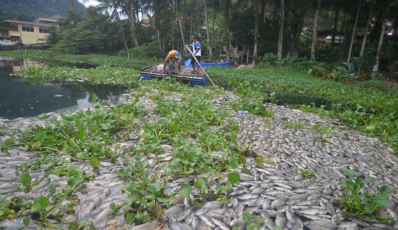 Penampakan dari Udara Kematian Massal Ribuan Ikan di Danau Maninjau - Bagian 3