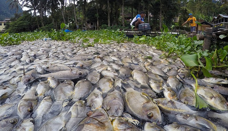 Penampakan dari Udara Kematian Massal Ribuan Ikan di Danau Maninjau - Bagian 2