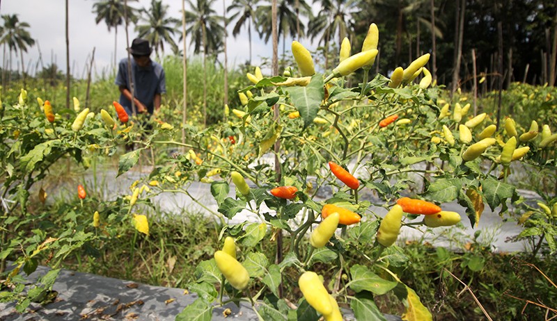 Petani Cabai Rawit di Lereng Gunung Semeru - Bagian 1