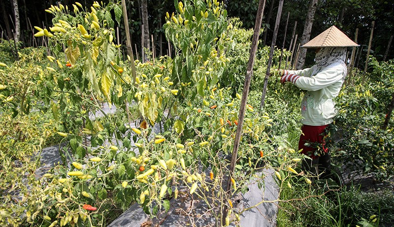 Petani Cabai Rawit di Lereng Gunung Semeru - Bagian 2