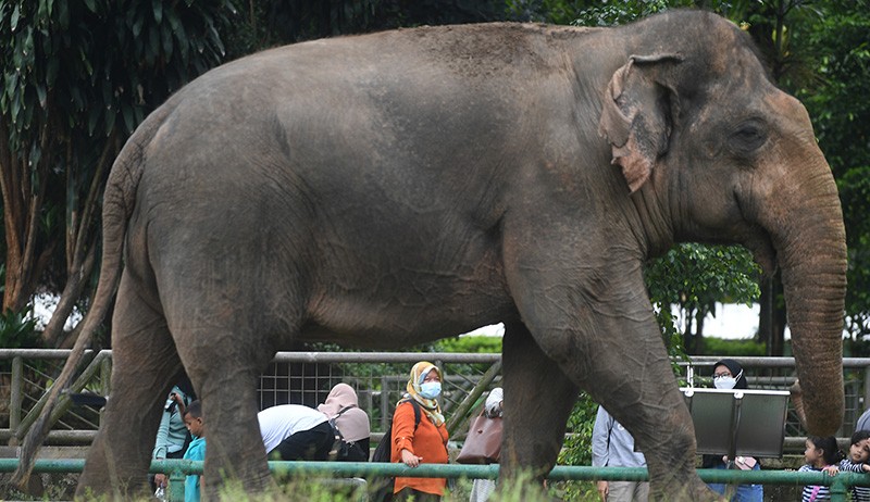 Libur Natal, Pengunjung Taman Margasatwa Ragunan Dibatasi 30.000 Orang - Bagian 1