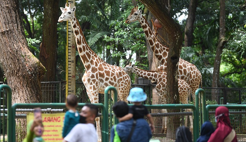 Libur Natal, Pengunjung Taman Margasatwa Ragunan Dibatasi 30.000 Orang - Bagian 2