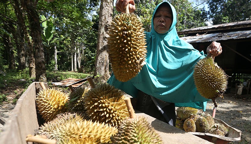 Hutan Ini Terkenal Daerah Penanaman Ganja, Kini Subur hingga Panen Durian - Bagian 2