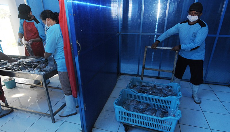 Bisnis Pengolahan Ikan Nila Beku, Sehari Produksi 1,5 Ton - Bagian 3