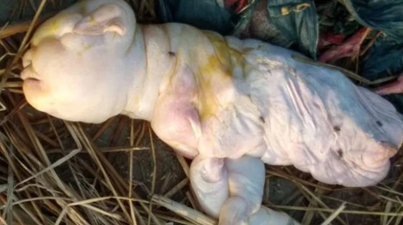  Kambing Ini Wajah dan Badannya Mirip dengan Manusia