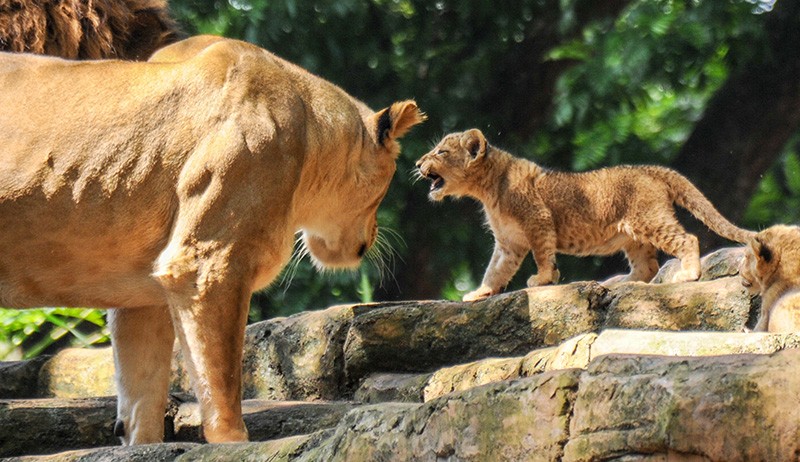 Foto-Foto 2 Anak Singa Baru Lahir di Kebun Binatang Bandung - Bagian 2
