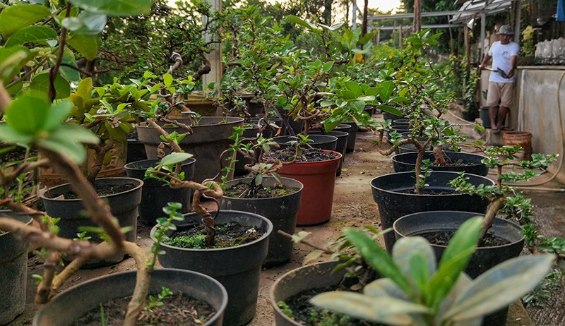 Merawat Bonsai Bernilai Tinggi di Bantaran Kali Ciliwung - Bagian 3