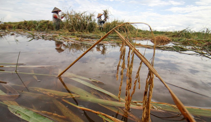 68 Hektare Tanaman Padi Rusak Terendam Banjir di Aceh - Bagian 2