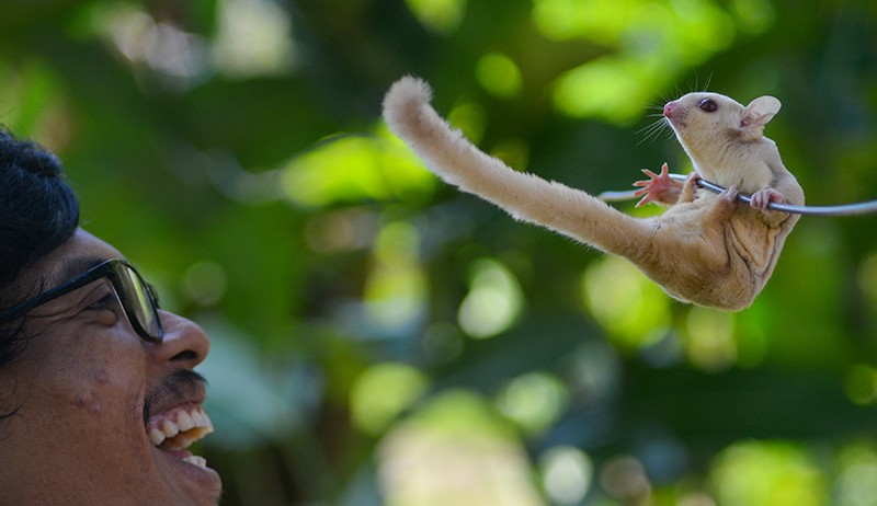 Bisnis Ternak Sugar Glider, Harga Jual Rp500.000-Rp5 Juta per Ekor - Bagian 1
