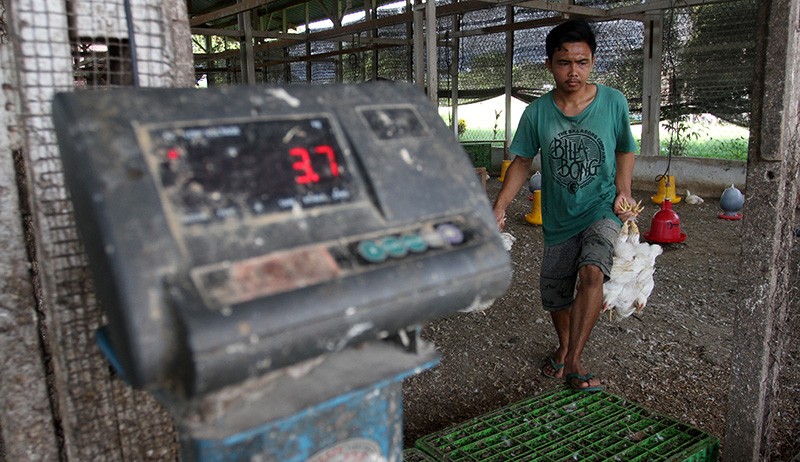 Harga Ayam Potong di Padang Naik Menjadi Rp32.000 per Kilogram - Bagian 3