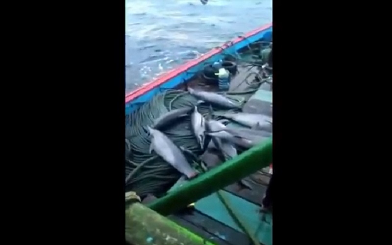 Bukan Asli Pacitan, Penangkap Lumba-Lumba Moncong Diduga Nelayan Pendatang