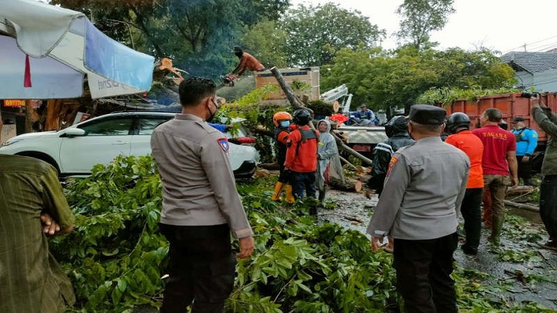 3 Mobil Tertimpa Pohon Tumbang di Semarang setelah Angin Kencang 