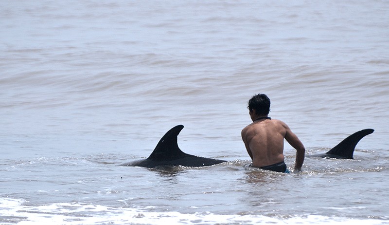 Lumba-Lumba Terdampar di Pantai Padanggalak Bali Diselamatkan Warga - Bagian 3