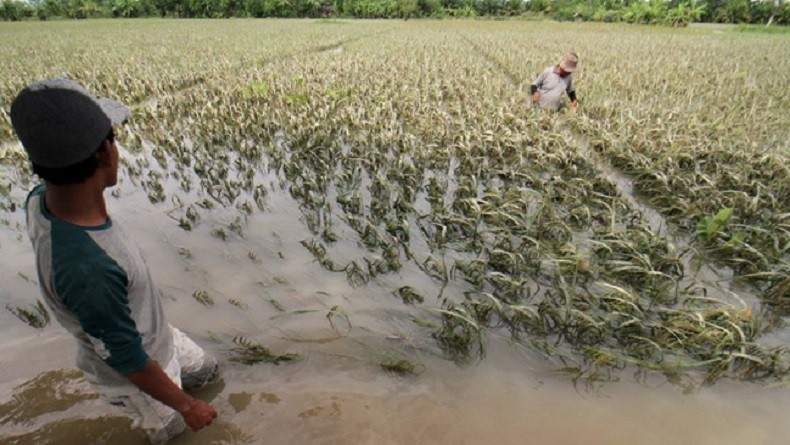 Banjir di Aceh Timur, 228 Hektare Sawah Gagal Panen