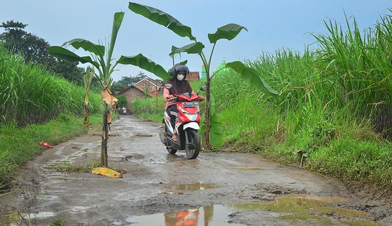 Protes, Warga Kudus Tanam Pohon Pisang di Jalan Rusak - Bagian 1