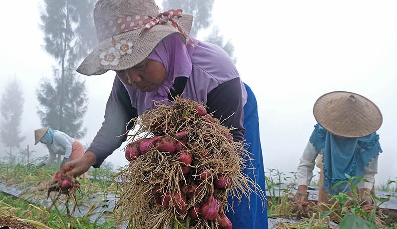 Panen Perdana Bawang Merah di Food Estate Lereng Gunung Sindoro - Bagian 3