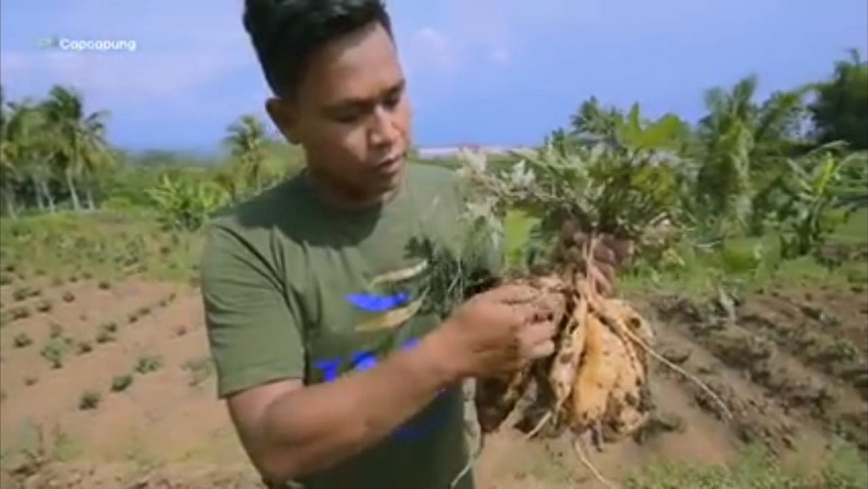 Kena PHK saat Pandemi, Pria Asal Magelang Ini Malah Sukses Jadi Eksportir Ubi Madu 