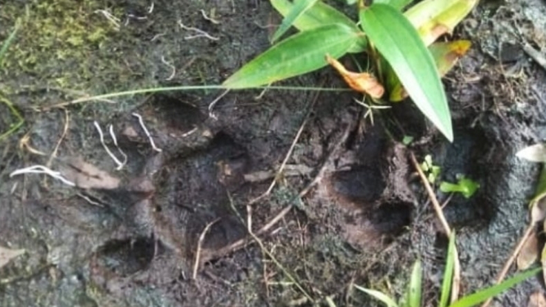 Harimau Masuk Desa, Warga di 2 Desa Muaraojambil Ketar-ketir