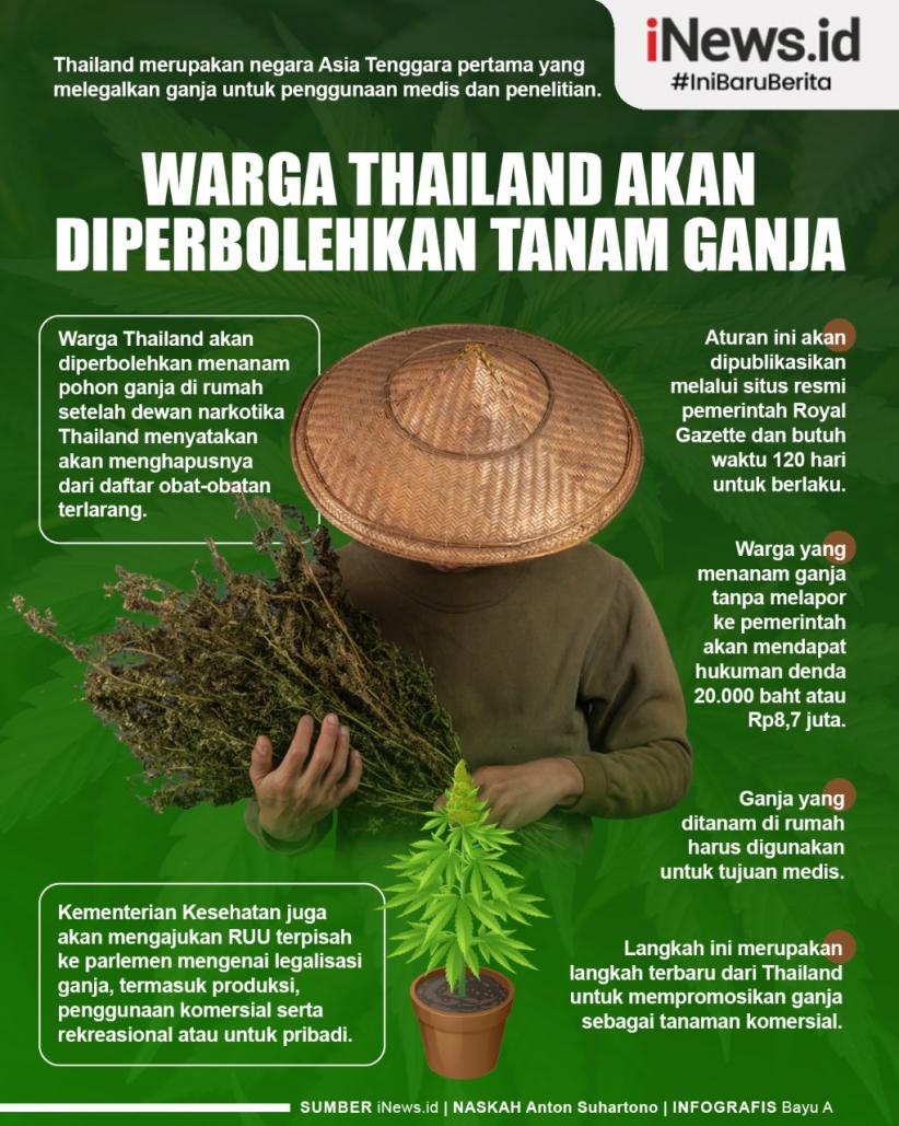Infografis Warga Thailand Akan Diperbolehkan Tanam Ganja di Rumah