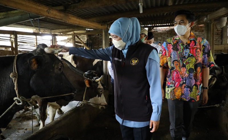 Hasilkan 558.758 Ton, Provinsi Jatim Kembali Jadi Sentra Susu Sapi Terbesar di Indonesia