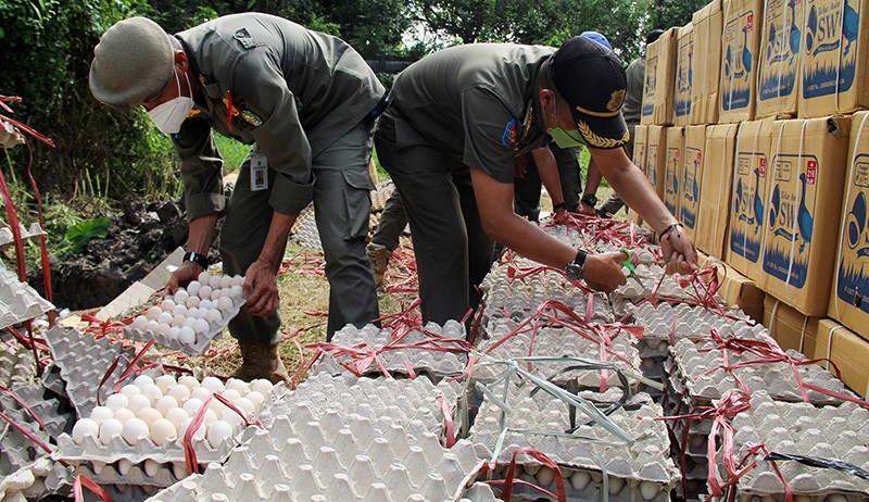 Puluhan Ribu Telur Ayam Arab Dimusnahkan Satpol PP Kalbar - Bagian 2