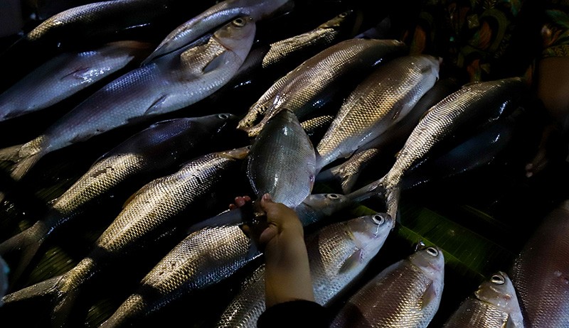Berburu Ikan Bandeng Besar Jelang Tahun Baru Imlek - Bagian 1