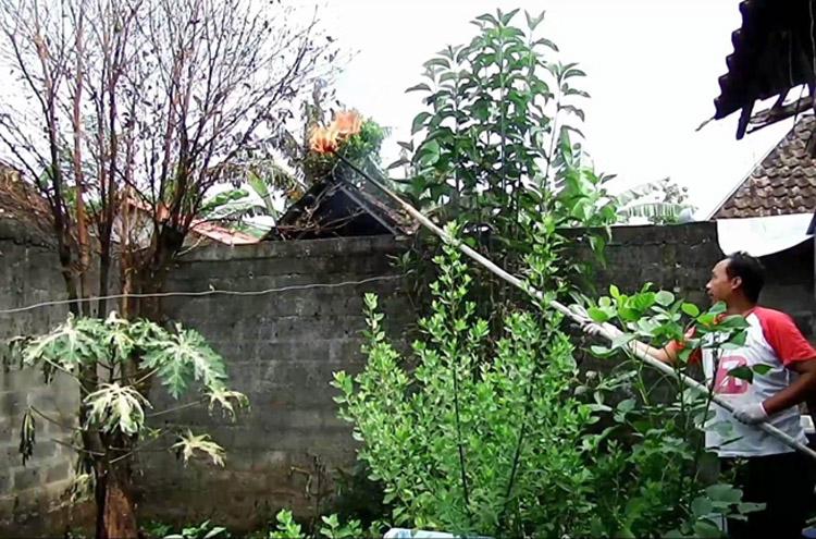 Ngeri,  Ulat Bulu Serang Rumah Warga di Wonosari Gunungkidul 