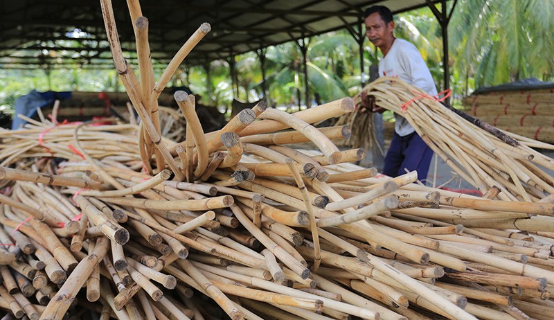 Rotan Mentah dari Hutan Tropis Simeulue Dijual Rp10.000 per Kilogram - Bagian 2