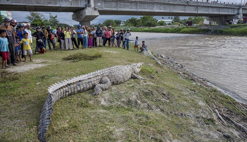 Nekat, Warga Dekati Buaya 4 Meter di Pinggir Sungai Palu - Bagian 1