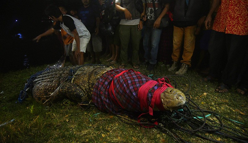Momen Buaya Berkalung Ban Diselamatkan Warga Palu hingga Kembali ke Alam Liar - Bagian 3