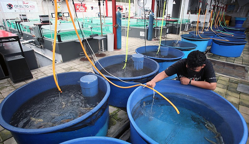 Bisnis Ikan Koi Impor Jepang, Harga hingga Puluhan Juta - Bagian 3