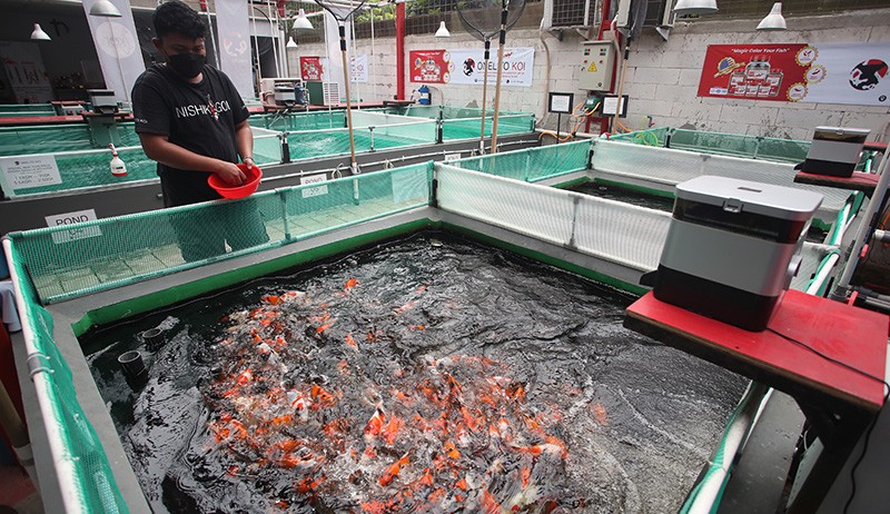 Bisnis Ikan Koi Impor Jepang, Harga hingga Puluhan Juta - Bagian 1