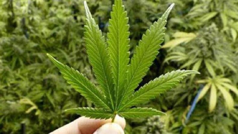 Nekat Selundupkan Ganja, Bule Rusia Ditangkap di Bandara Ngurah Rai